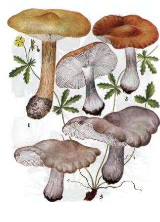Меланолеука черно-белая 2. Меланолеука полосатоножковая 3. Меланолеука коротконожковая