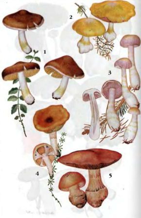 Паутинник каштановый 2. Паутинник многообразный 3. Паутинник аномальный 4. Паутинник слизистый 5. Па нник сверкающий